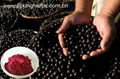 Acai Berry Extract Proanthocyanidins 40%, 60%;