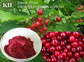 Cranberry Extract Anthocyanins 25%