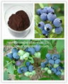 Bilberry Extract  Anthocyanidin 25%