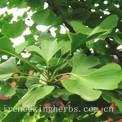 Ginkgo Leaf Extract 24/6/5