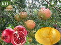 Pomegranate  Hull Extract  Ellagic Acid 20%-40%