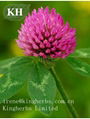 Red Clover Extract  Isoflavons 20%, 40%, 80% HPLC