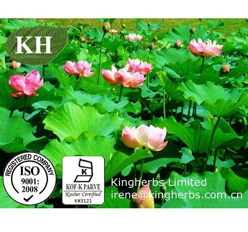 Lotus Leaf Extract Nuciferine 1% - 90% By HPLC; 10:1