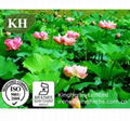 Lotus Leaf Extract Nuciferine 1% - 90% By HPLC; 10:1 1