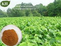 Pure Natural Mulberry Leaf Extract 1-DNJ