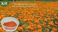 Pure Natural Marigold Extract Lutein