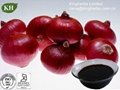 Pure natural Onion Extract / Allium Cepa Extract 10% quercetin