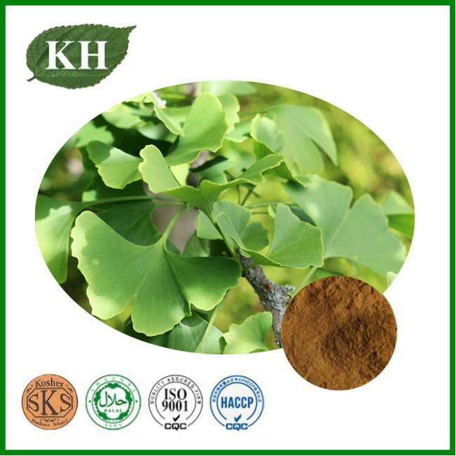 Ginkgo Leaf Extract 24/6/5