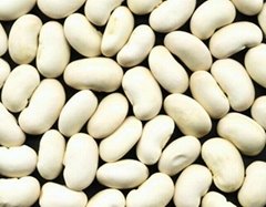 White Kidney Bean Extract 10:1  