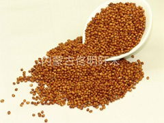 Sorghum