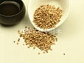 Sorghum 2