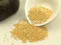 Broomcorn Millet