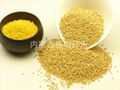 Yellow Millet 1