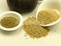 Yellow Millet 3