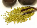 Green Mung Bean 1