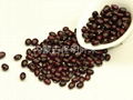 Purple Kidney Beans 1