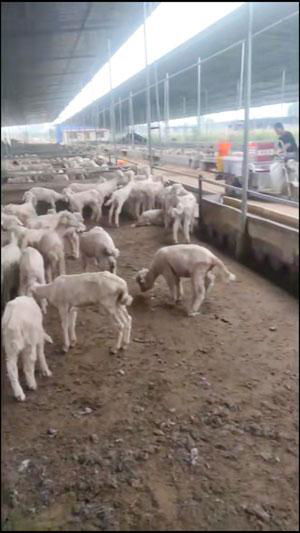 飼料養殖牛馬羊寵物養殖酵母 5