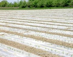 Transparent plastic mulch film