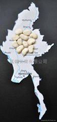 Supply Butter Bean(White Bean)