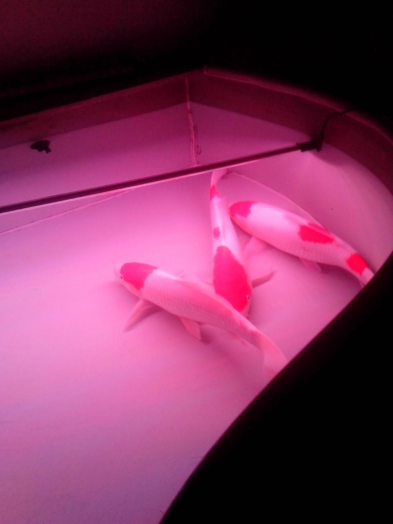 Aquarium Lighting LED Lighting 5