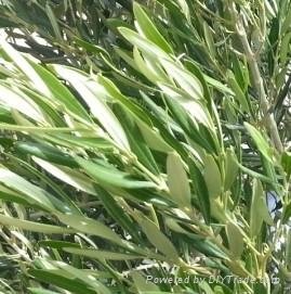 Olive Leaf Extract  Oleuropein10%~60%