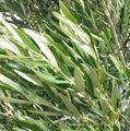 Olive Leaf Extract  Oleuropein10%~60%