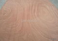 Rotary Cut Sapele veneer 1