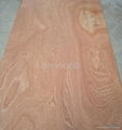 Rotary Cut Sapele veneer 2