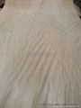 Rotary Cut Beech Veneer