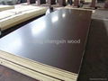 dynea brown film faced plywood