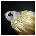 Micro Loop Ring Hair Extension China supplier 4