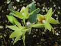 Dendrobium Shi Hu 2