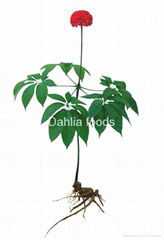 Panax notoginseng sanqi roots