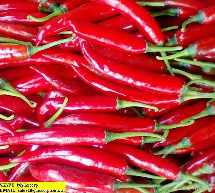 OFFER FRESH BIG CHILLI.pls contact me via SKYPE:smithnguyen1