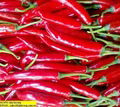 OFFER FRESH BIG CHILLI.pls contact me via SKYPE:smithnguyen1