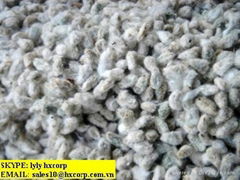 SELL COTTON SEEDS.myskype: lyly hxcorp