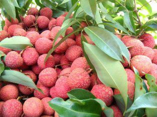 SELL LYCHEE.myskype: smithnguyen1 2