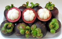 SELL MANGOSTEEN.myskype: smithnguyen1