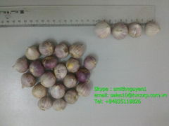 SELL RED OINION.myskype: smith nguyen1