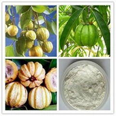 Garcinia Cambogia Extract Hydroxy Citric Acid 60%