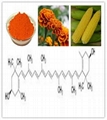 Zeaxanthin; kygptoxanthin;cryptoxanthin