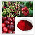 Cranberry extract  with Anthocyanin 25%