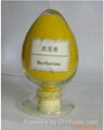 Berberine hydrochloride 2