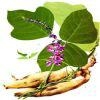 Pueraria Root Extract / Puerarin Flavonoids