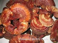 Ganoderma lucidum fungus powder