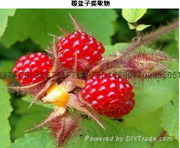 Raspberry Extract  Raspberry Ketone 2