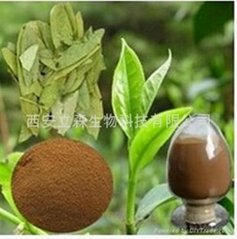 Senna Leaf Extract Powder Sennosides A+B 20%