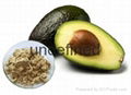 Avocado Fruit Powder    Avocado Extract 1