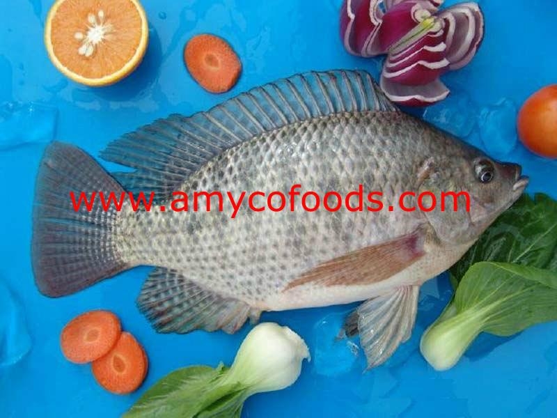 Tilapia fish from professional tilapia producer in China Amyco (China