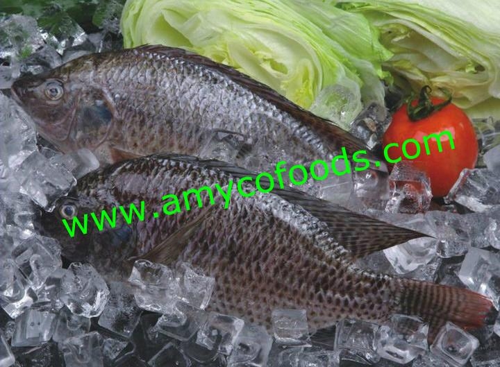 Tilapia fish from professional tilapia producer in China Amyco (China